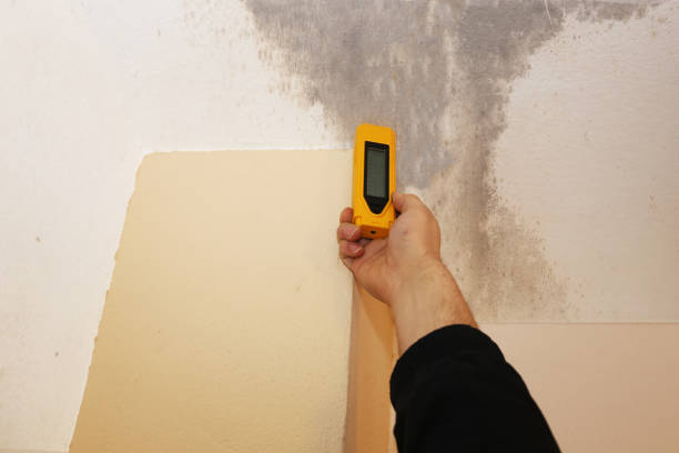  Lahaina, HI Mold Removal Pros