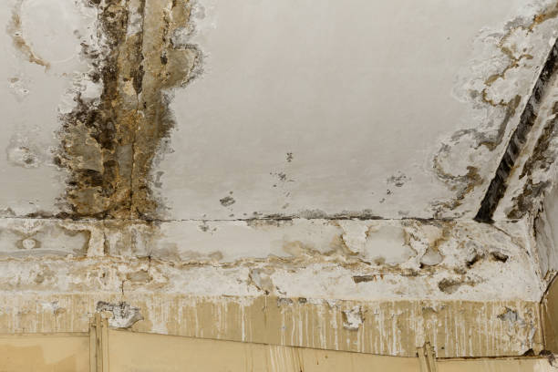Environmental Consulting for Mold Prevention in Lahaina, HI
