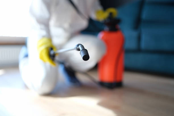 Best Mold Odor Removal Services  in Lahaina, HI