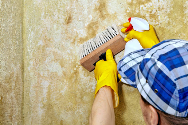 Trusted Lahaina, HI Mold Removal Experts