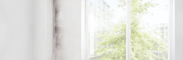Best Attic Mold Removal  in Lahaina, HI