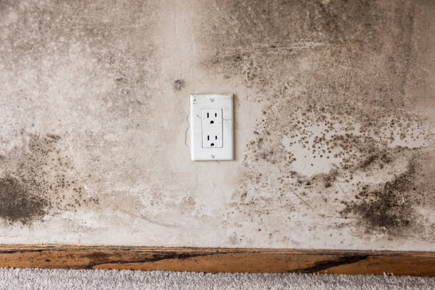 Best Basement Mold Removal  in Lahaina, HI