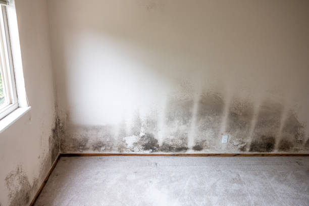 Best HVAC Mold Inspection and Cleaning  in Lahaina, HI
